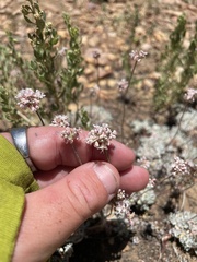 Eriogonum kennedyi, photograph mel letterman, CC BY, iNaturalist via GBIF