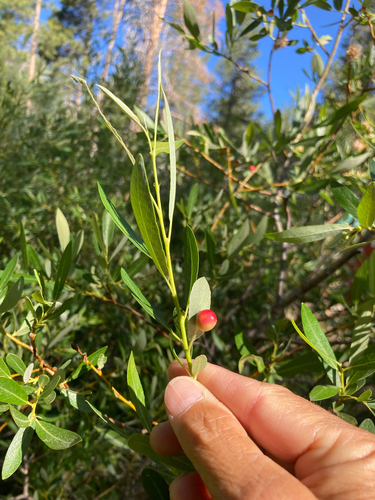 iNaturalist observation photo of Willow Apple Gall Sawfly