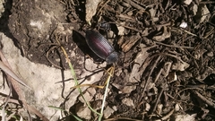 Eleodes suturalis
