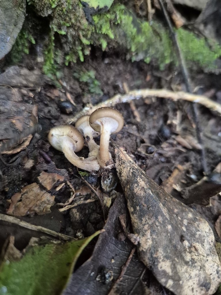 Armillaria novae-zelandiae · July 2025 · photo: © rempson (iNaturalist, cc-by)