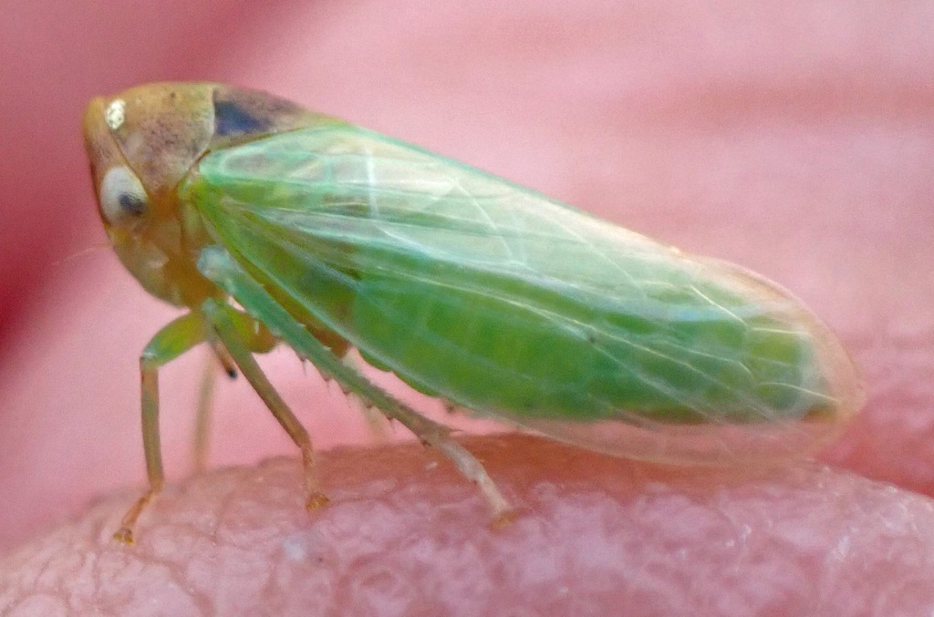 Macropsis rufocephala