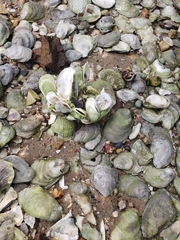 Crassostrea virginica