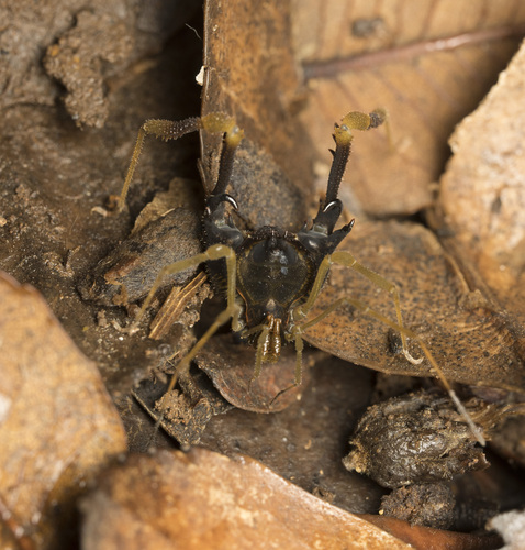 Neogonyleptes karschii
