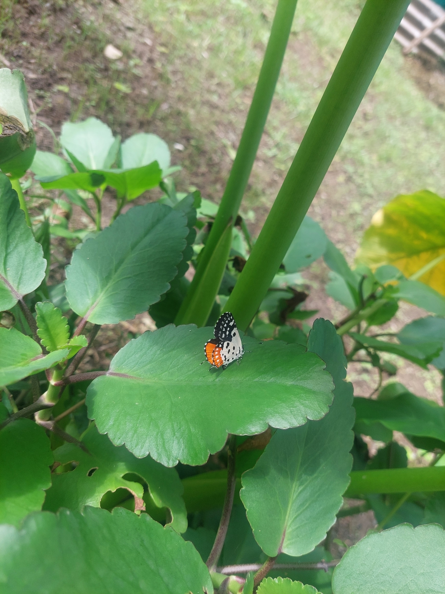 Red Pierrot