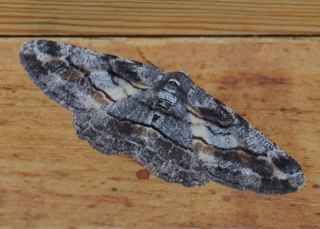 Stenoporpia glaucomarginaria