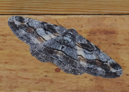 Stenoporpia glaucomarginaria