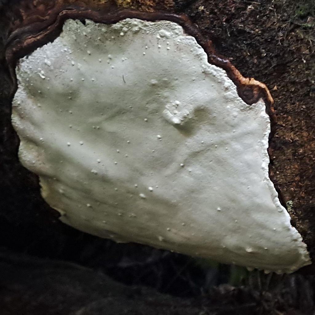 Neofomitella hemitephra · July 2025 · photo: © earmothgirl (iNaturalist, cc-by)