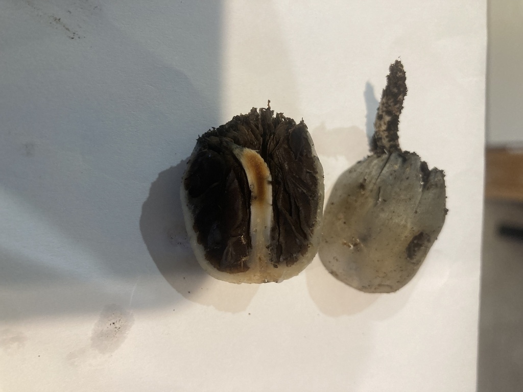 Psilocybe weraroa · July 2025 · photo: © leyton5 (iNaturalist, cc-by)