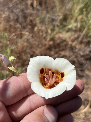 Coast Range Mariposa Lily (Calochortus vestae)