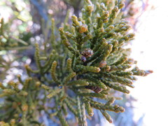 Halocarpus bidwillii