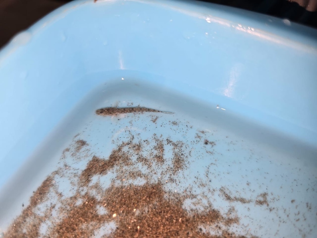 Bandedtail Goby