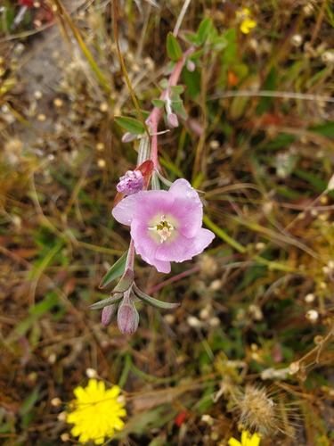 Davy's Clarkia (Clarkia davyi)