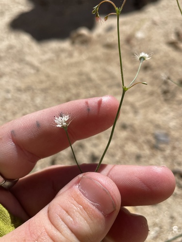 Parish's oxytheca (Acanthoscyphus parishii)