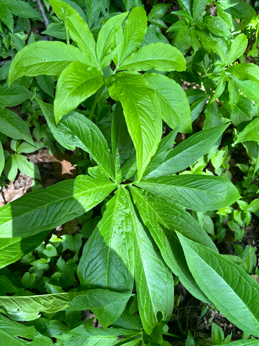 Pinellia pedatisecta, photograph 5