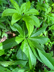 Pinellia pedatisecta, photograph (c) Renee Grebe, some rights reserved (CC BY)