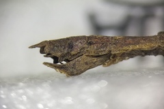 Prisomera spinicollis