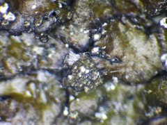 Xanthoparmelia loxodes