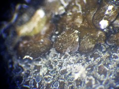 Xanthoparmelia loxodes