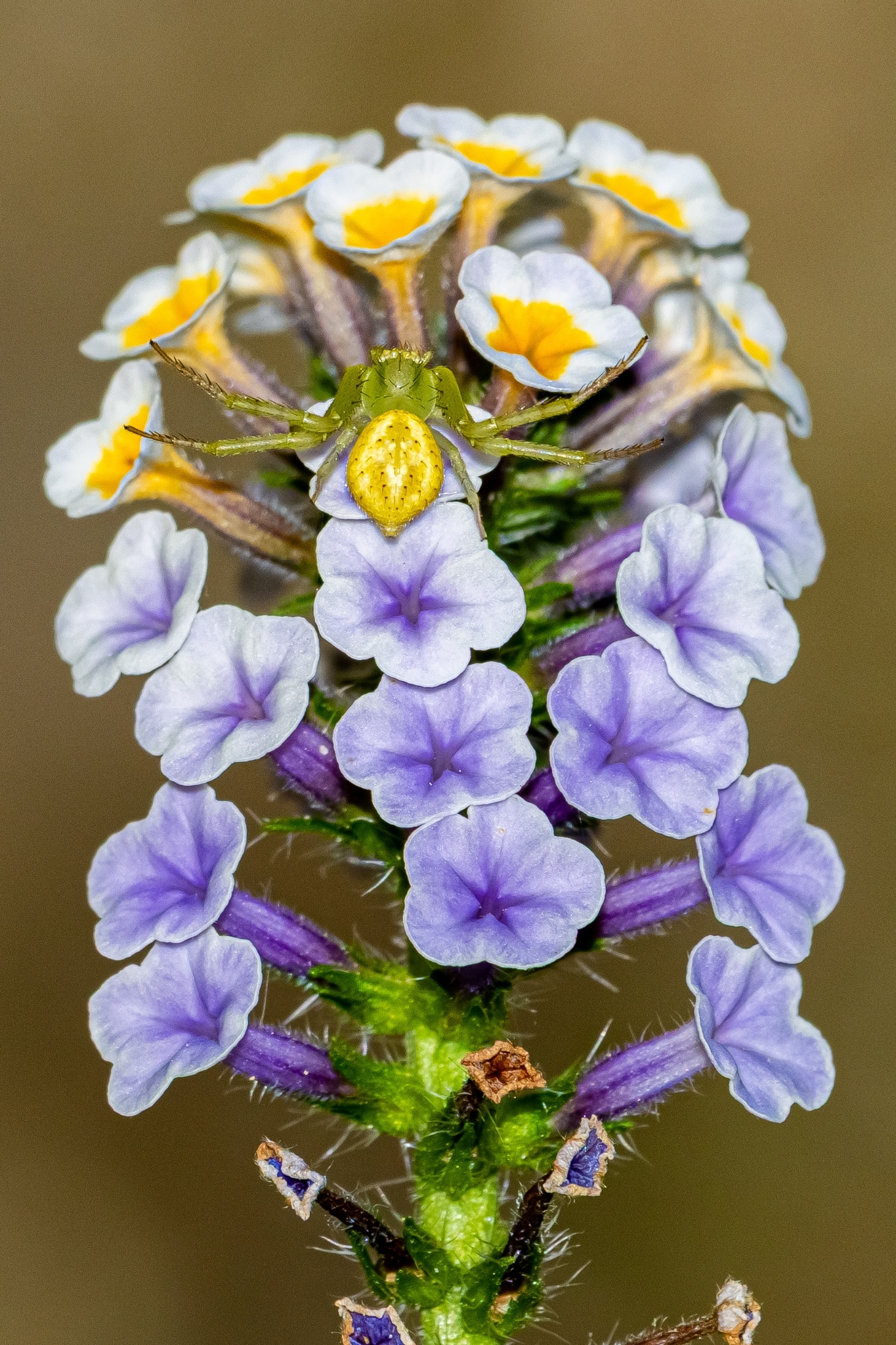 Heliotropium elongatum
