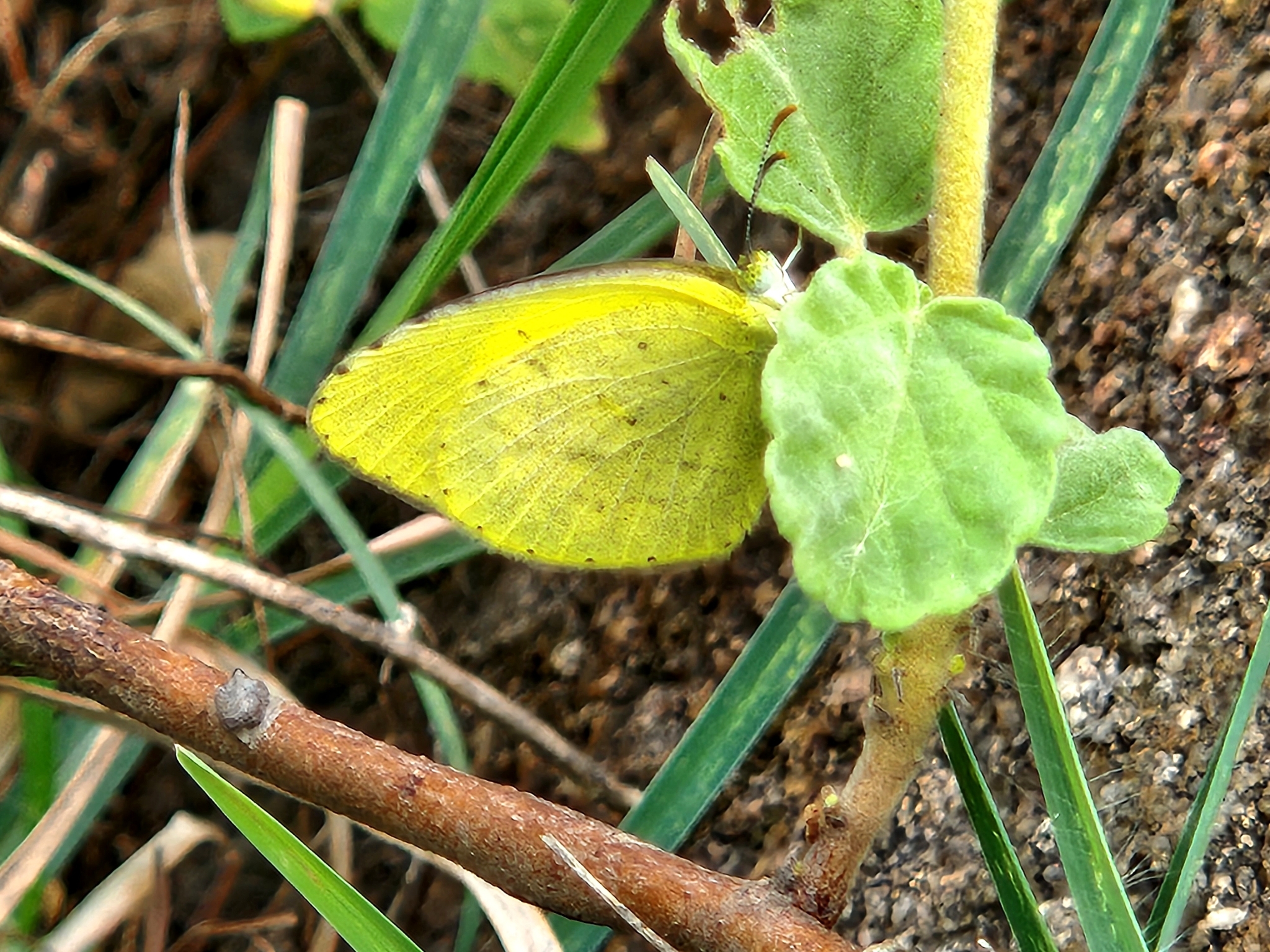 Small Grass Yellow