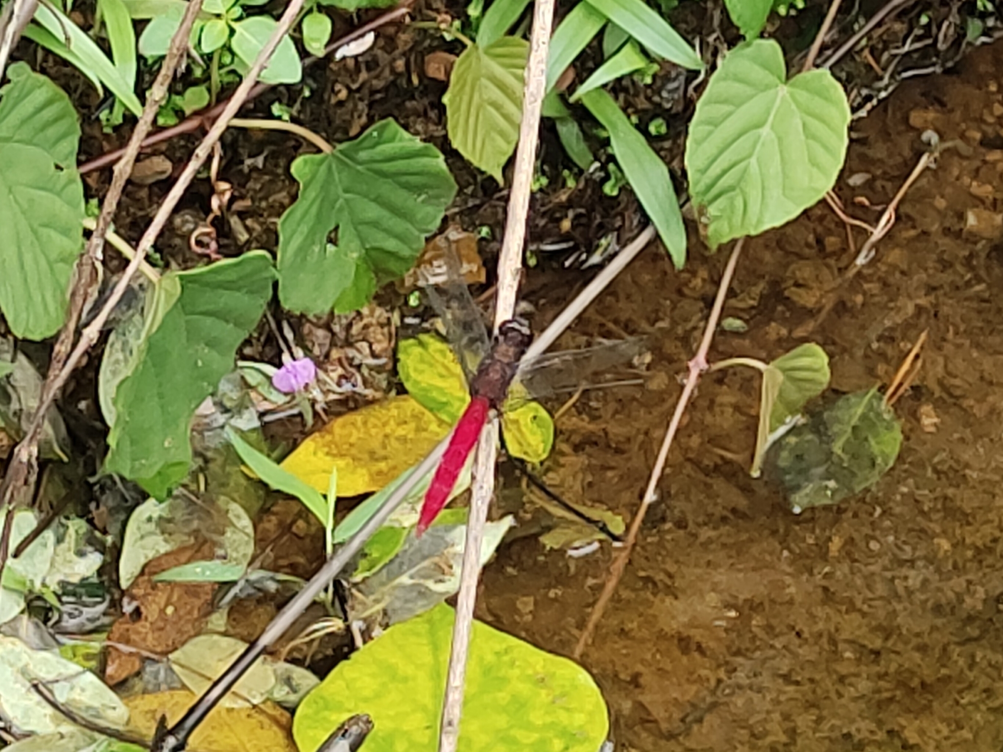 Spine-Tufted Skimmer