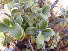 Brachyglottis bidwillii