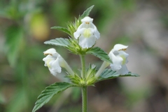 Galeopsis segetum
