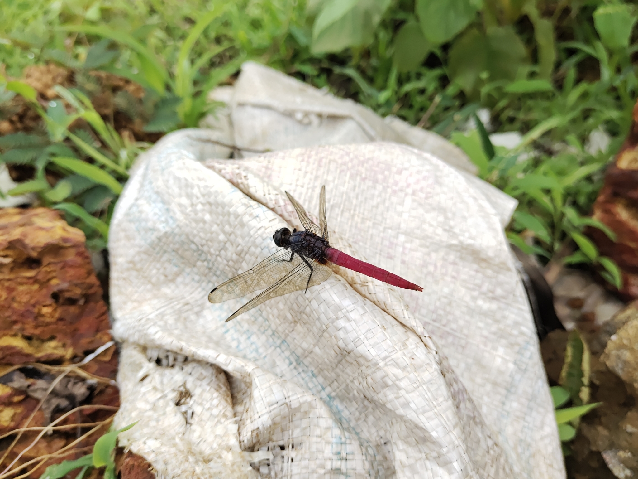 Crimson-Tailed Marsh Hawk