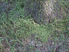 Tomostethus nigritus