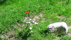 Danaus plexippus