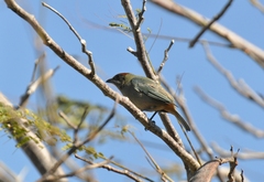 Lesser Antillean Tanager photo 1