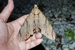 Cerberonoton rubescens