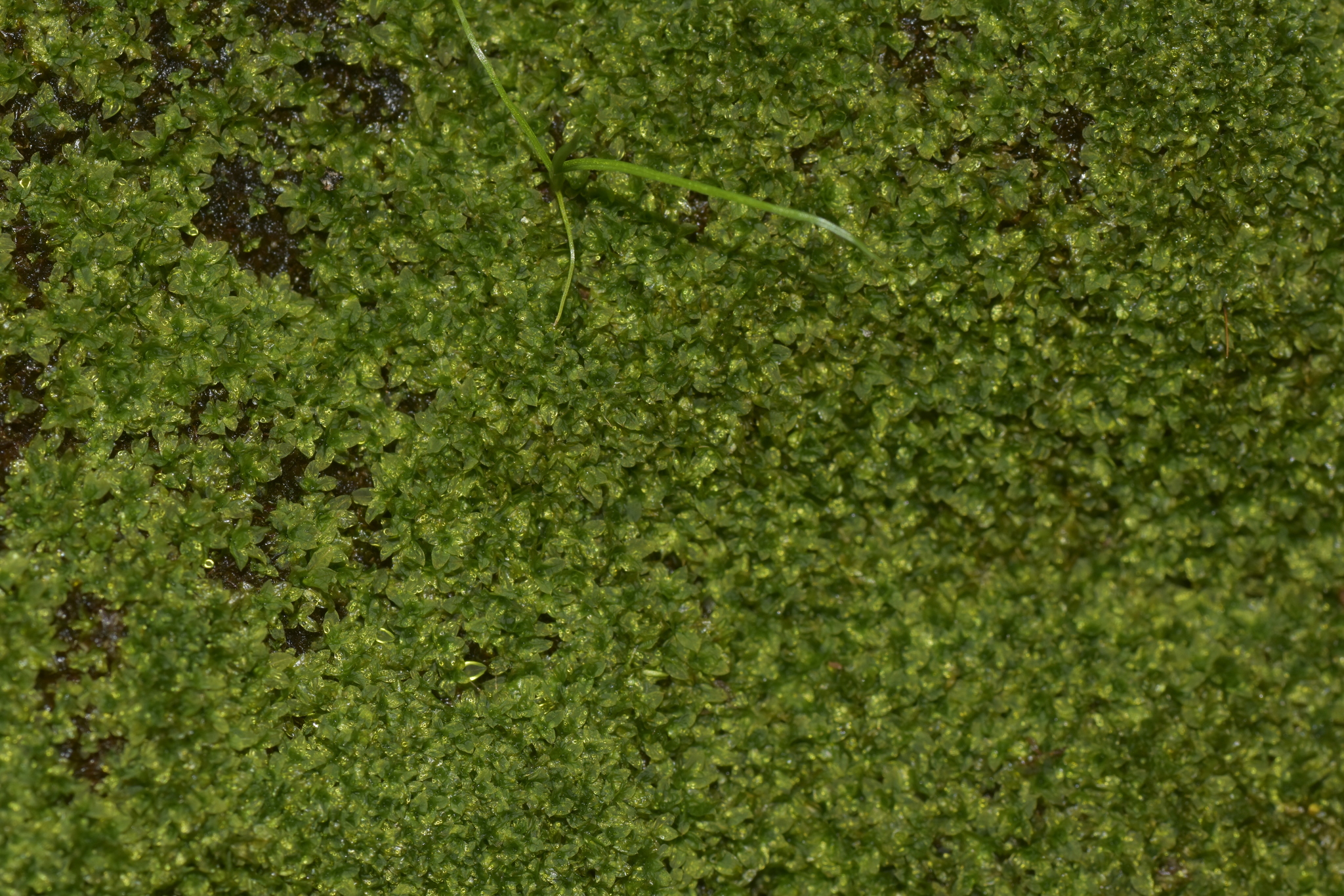 Hyophila involuta — ảnh 3
