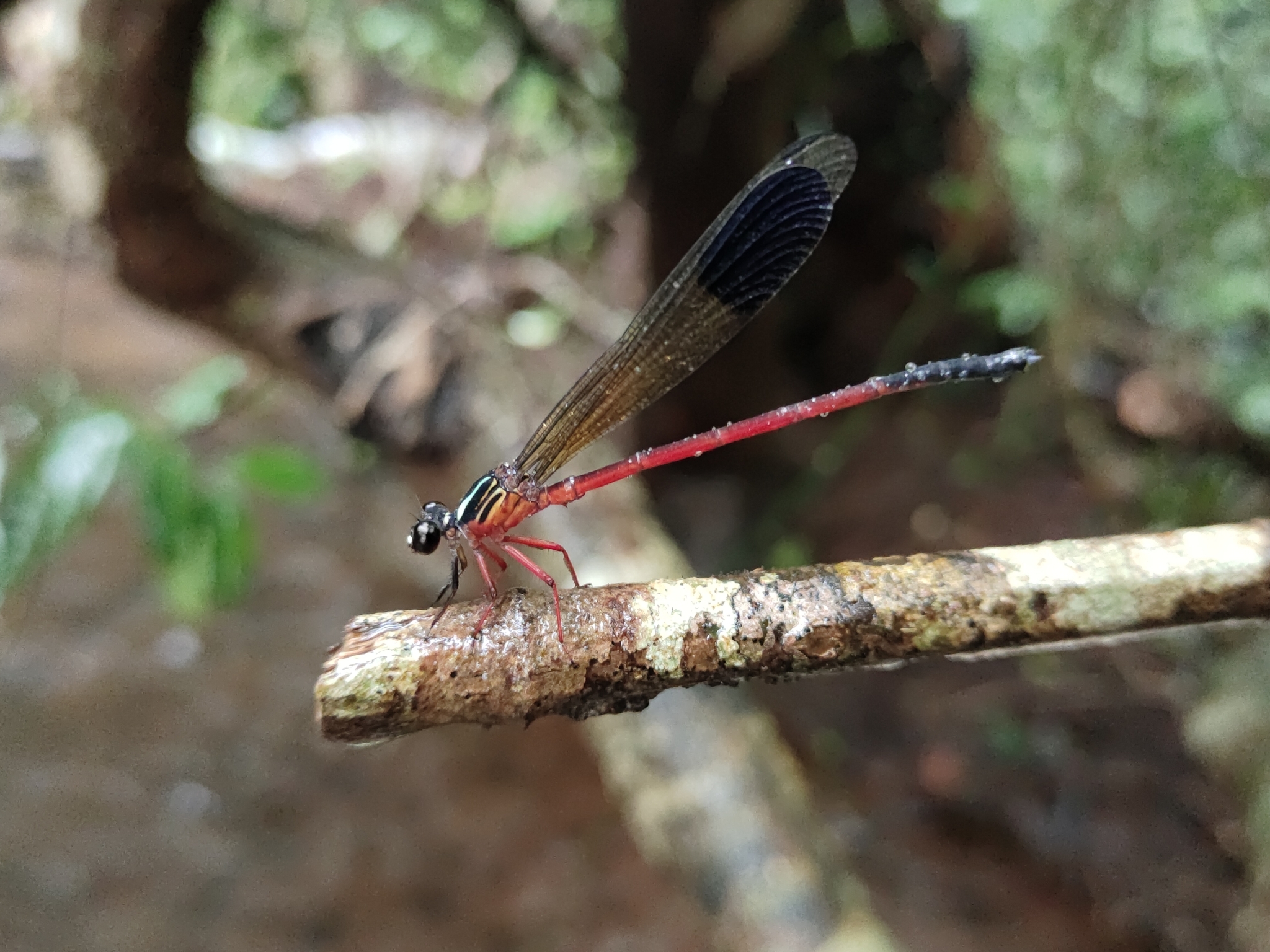 Malabar Satinwing