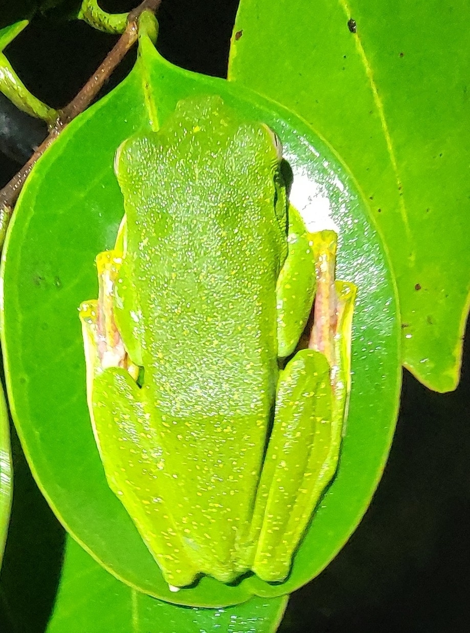 Malabar Gliding Tree Frog