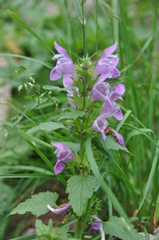 Lamium maculatum