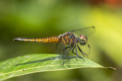 Brachydiplax