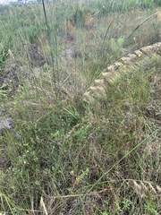 Sorghastrum secundum