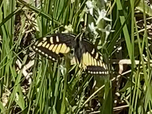 iNaturalist observation photo of Anise Swallowtail