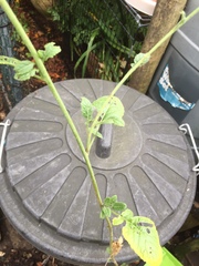 Brassicaceae