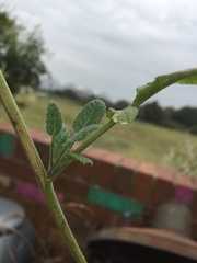 Brassicaceae