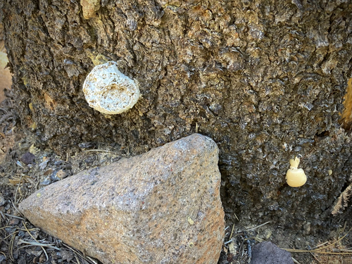 iNaturalist observation photo of Veiled Polypore