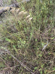 Sorghastrum secundum