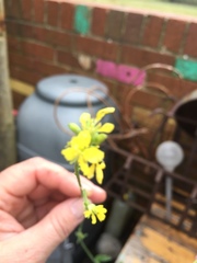 Brassicaceae