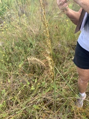 Sorghastrum secundum