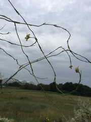 Brassicaceae
