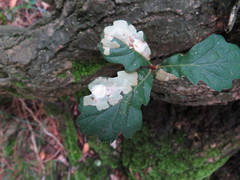 Tischeria ekebladella