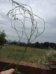 Brassicaceae