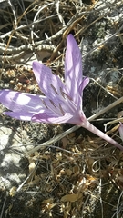 Colchicum feinbruniae
