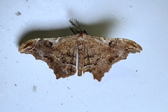 Hyposidra violescens